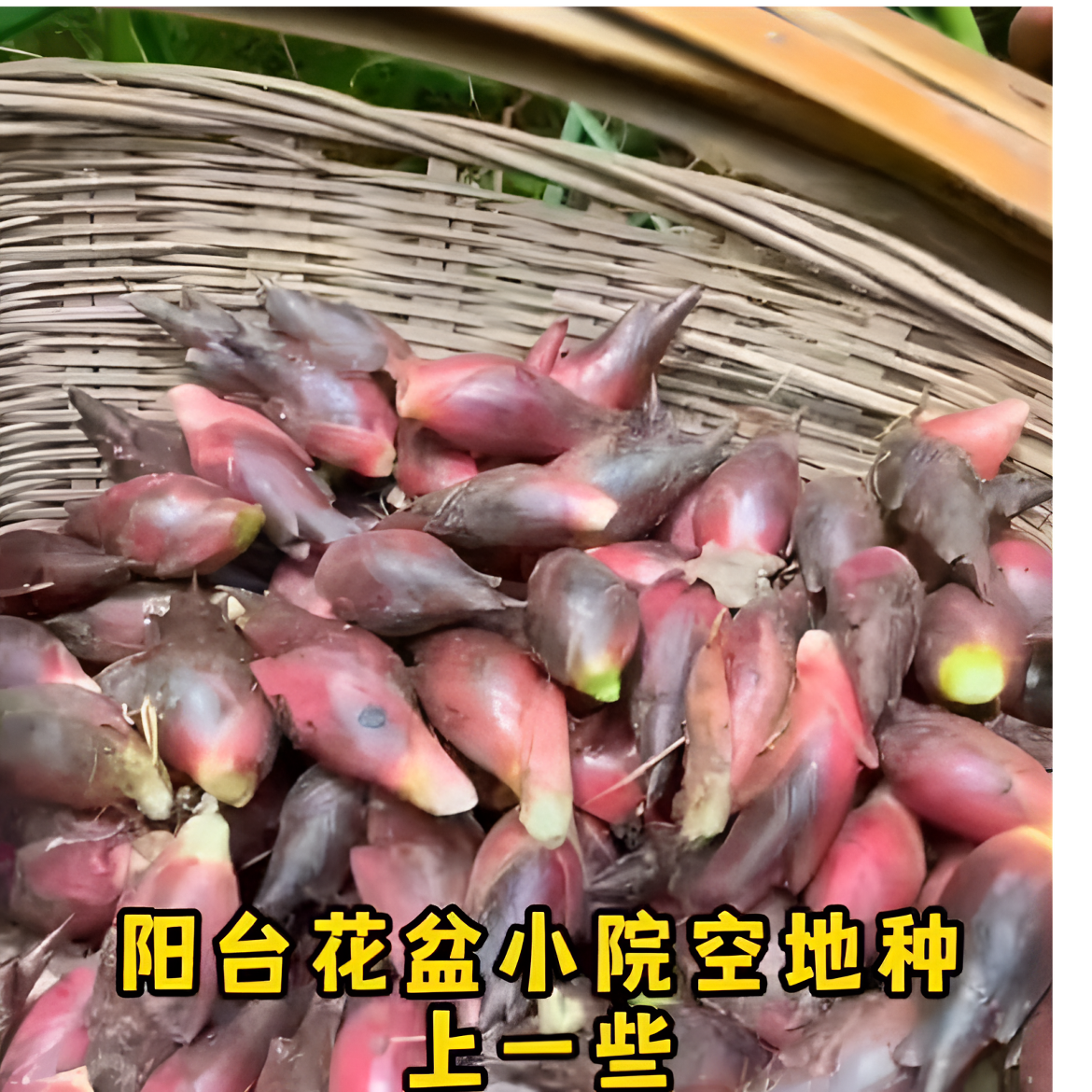 【食用洋荷芽荷姜竹笋种子四季庭院室外种植竹笋种子】