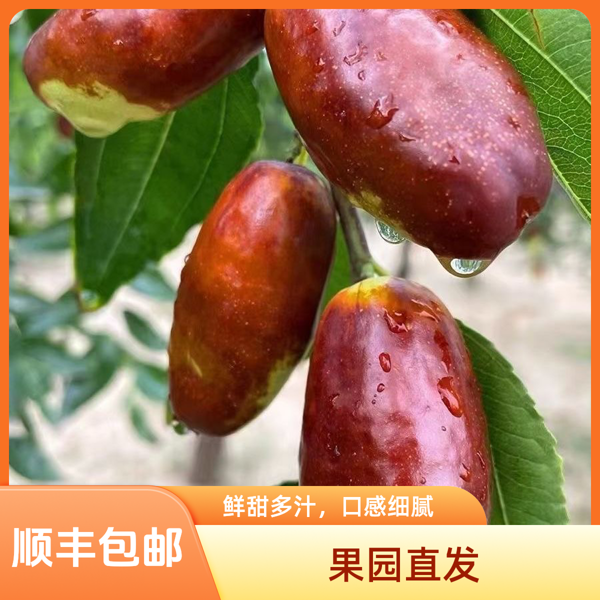 (顺丰包邮）宁夏灵武长枣脆甜爽口皮薄果园现摘现发