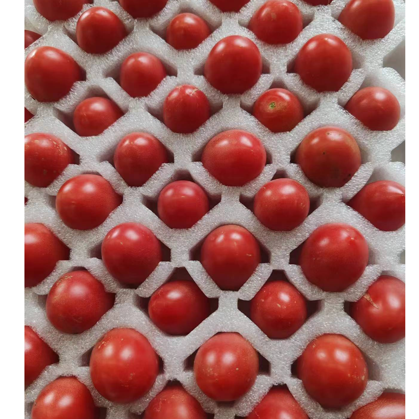 甄营果蔬 甜心小番茄（现摘现发）