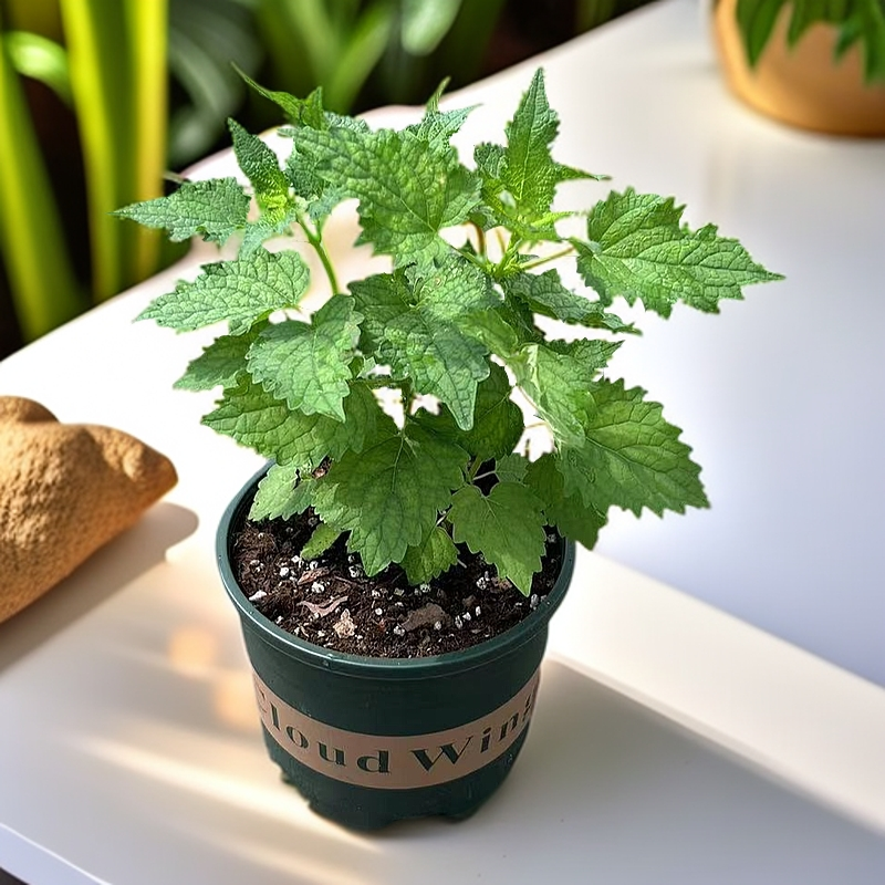 藿香苗盆栽可食用新鲜香叶植物庭院阳台庭院可种五香叶鱼香草原盆
