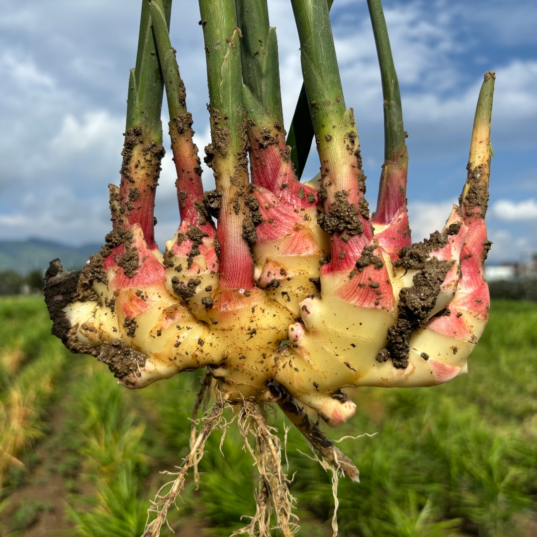【好物推荐】云南小黄姜新鲜嫩姜仔姜红芽姜子姜糖醋姜泡姜凉拌姜