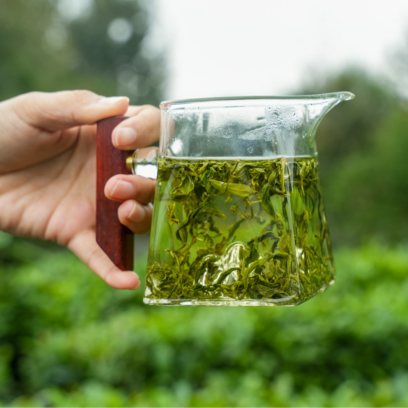 【秋分老秋茶】豌豆香浓郁/高香耐泡/茶豪密布/2025日照绿茶新茶