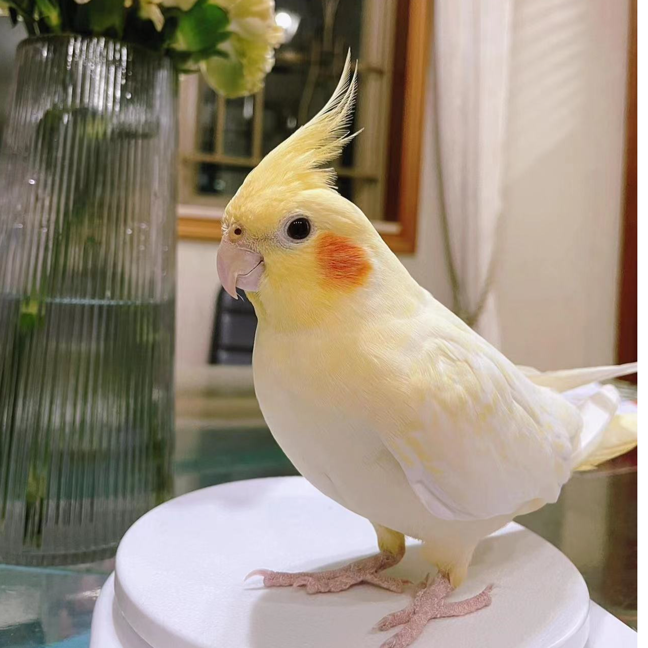 【玄凤鹦鹉】会选说话会学唱歌宠物鸟手养鸟亲人粘人包邮