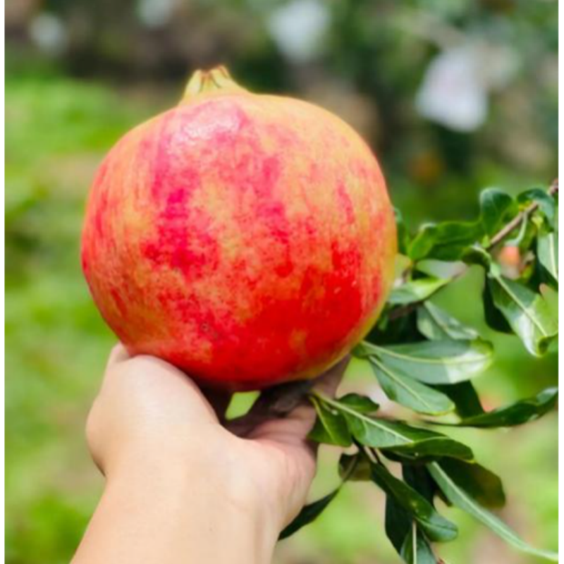 大果红巨蜜软籽石榴树苗新品种软籽红石榴树苗南北方种植盆栽地栽