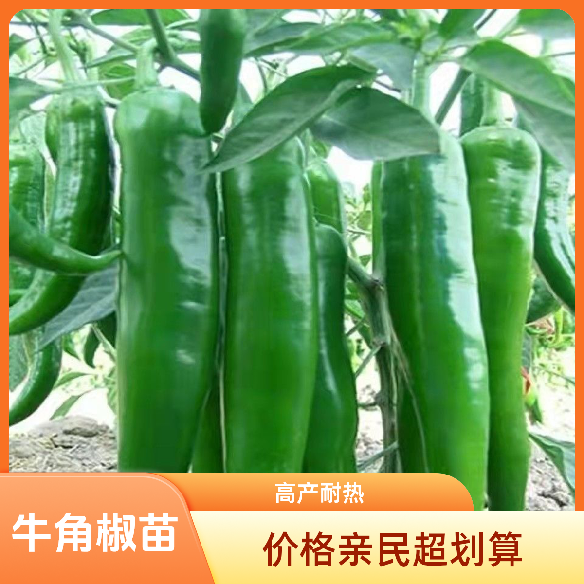 正宗牛角椒秧苗羊角椒苗微辣春秋蔬菜苗种子高产特大牛角辣椒种苗