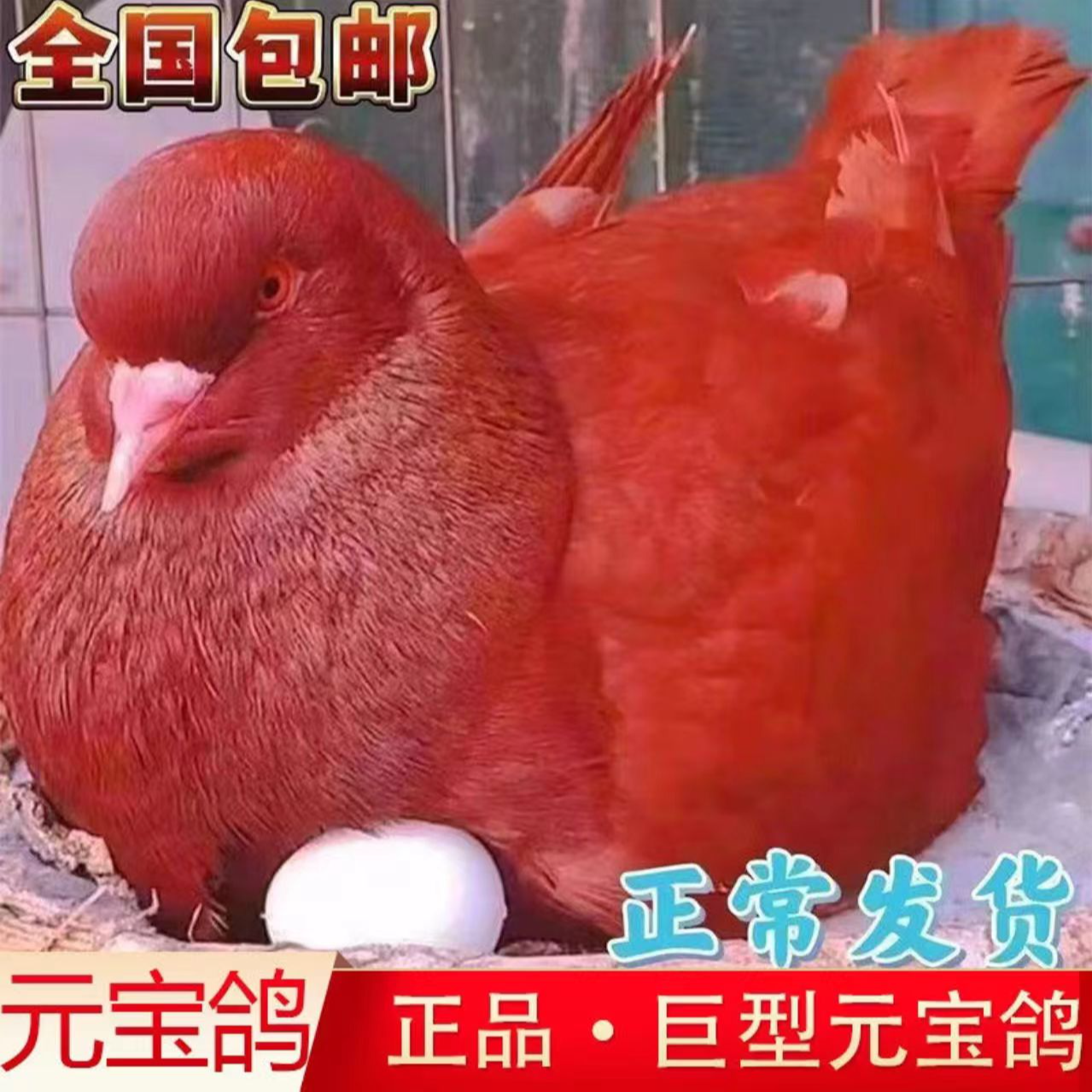 正宗元宝鸽观赏鸽种鸽大体公斤鸽粮食鸽一对纯种