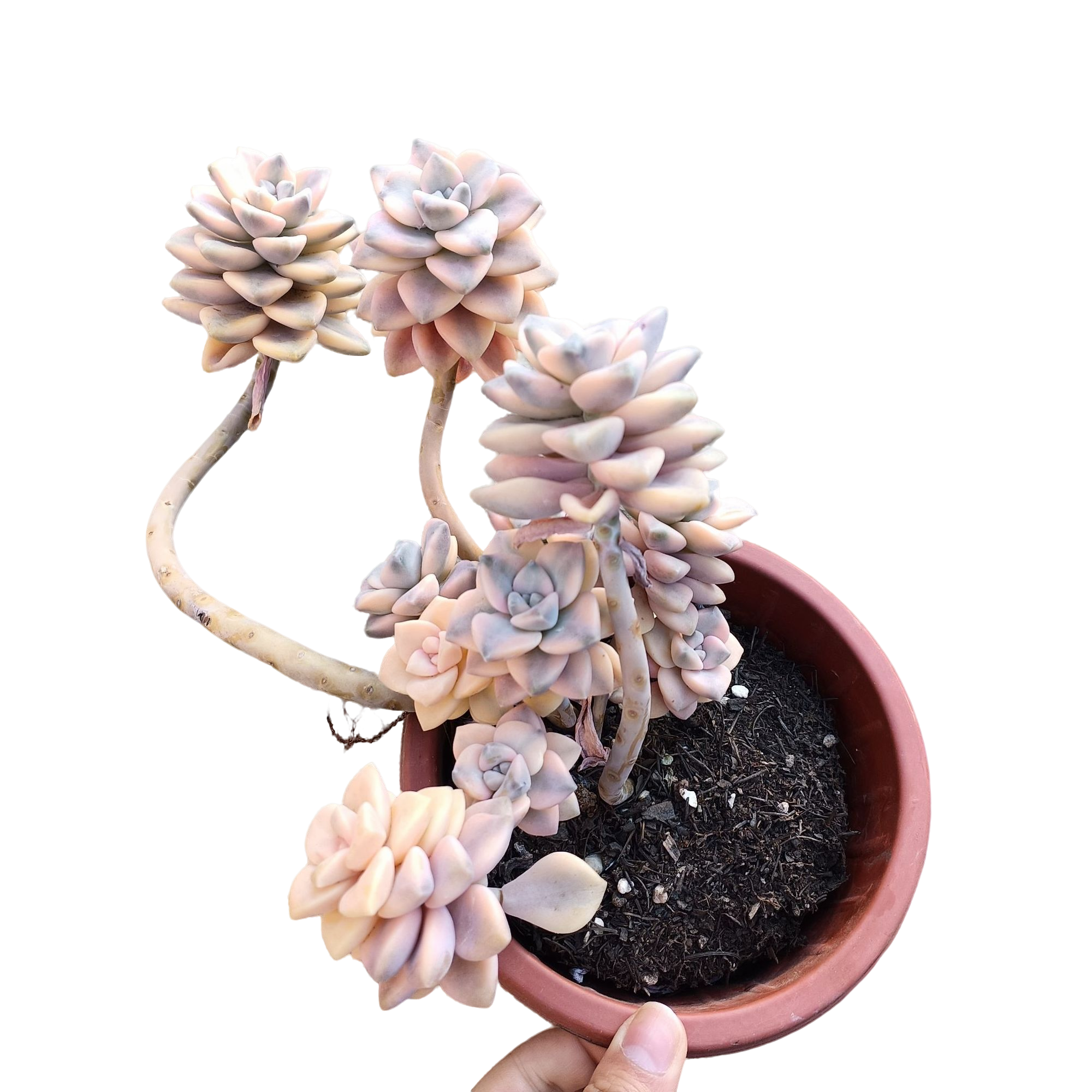 美杏锦 多肉植物 （满18包邮 直播间展示为准）