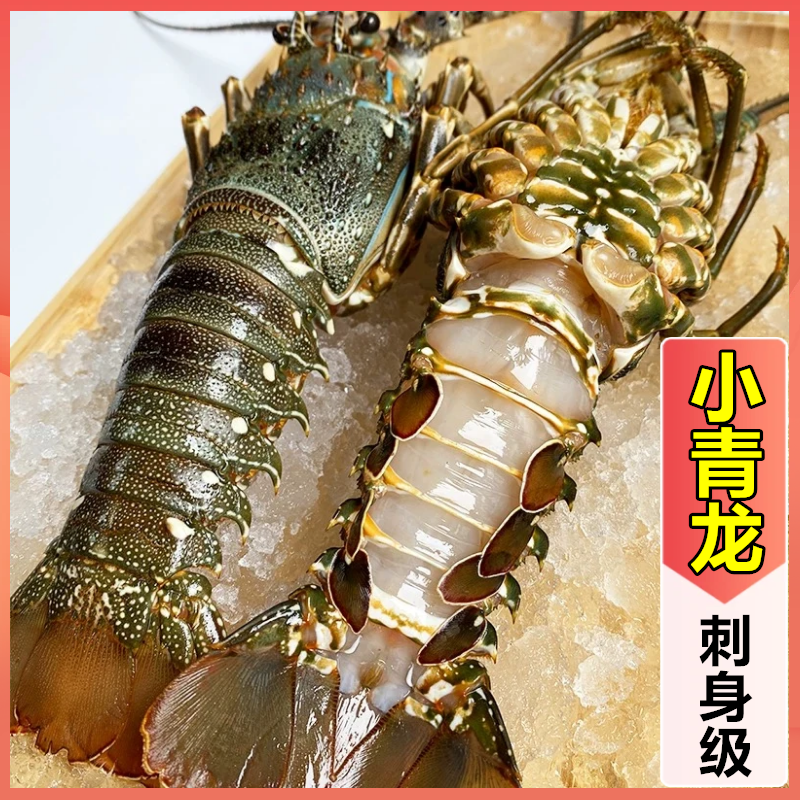 小青龙鲜活包邮500g大青龙虾整箱10只波士顿大龙虾澳龙新鲜海鲜