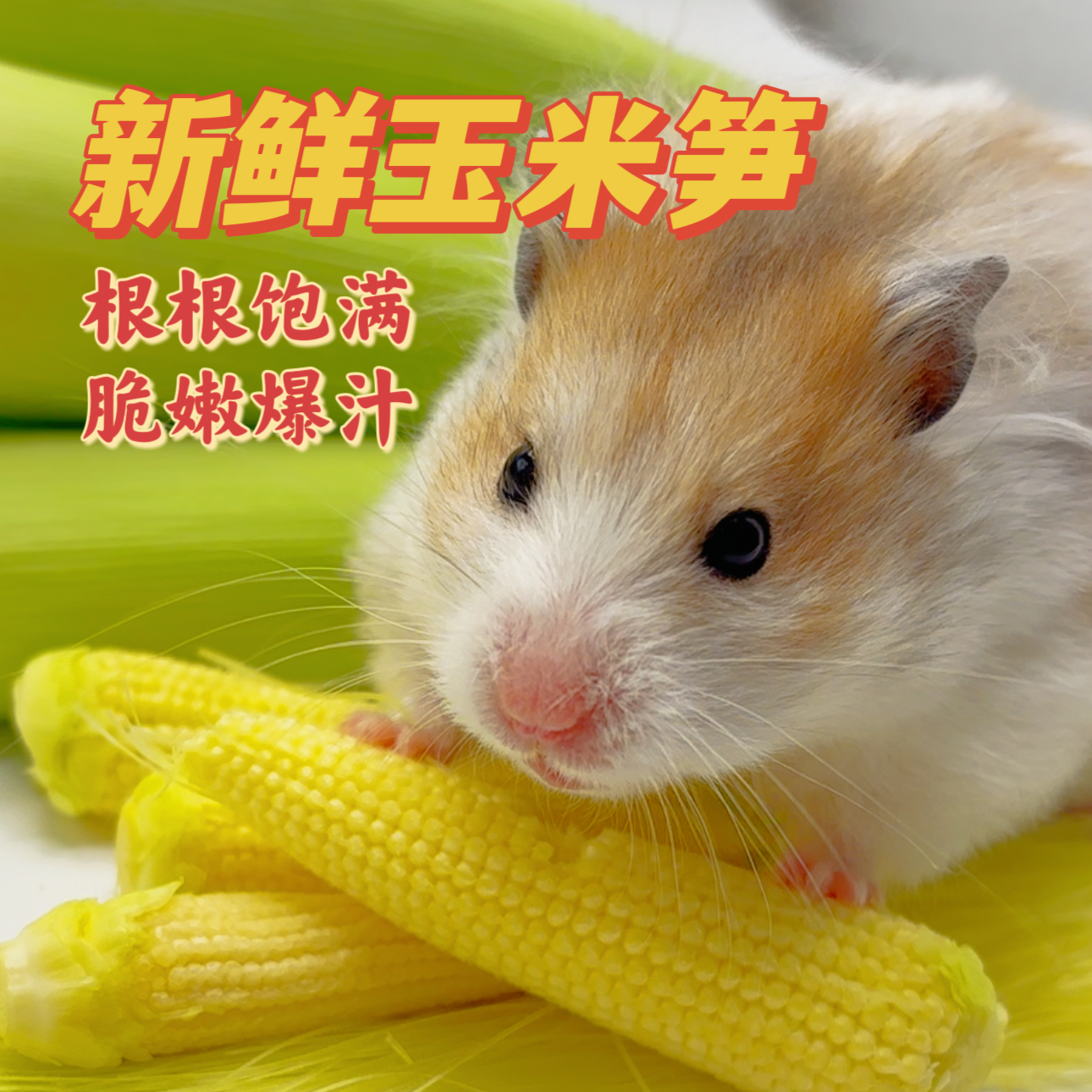 小天鼠新鲜玉米笋仓鼠零食躺手神器金丝熊补充维生素营养水果粮食