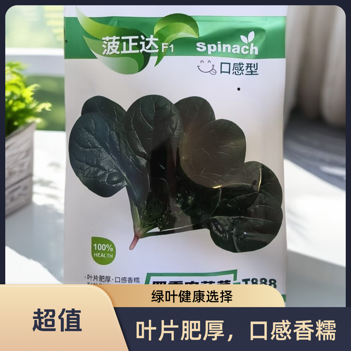 四季肉菠菜种子