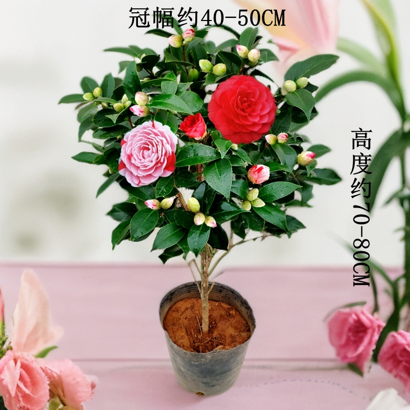 彩色赤丹茶花盆栽树苗室内阳台绿植四季长青好养当年开花