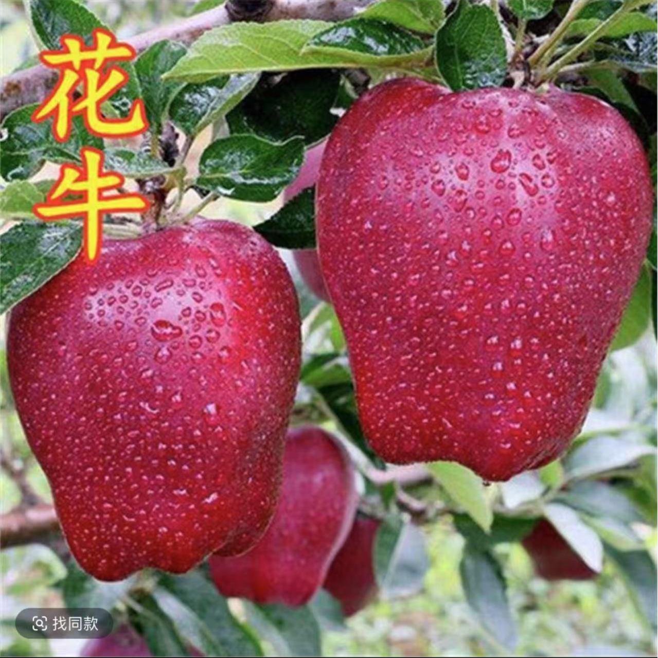 苹果树果苗地栽南方特大当年结果冰糖心红富士花牛北方种植果树苗