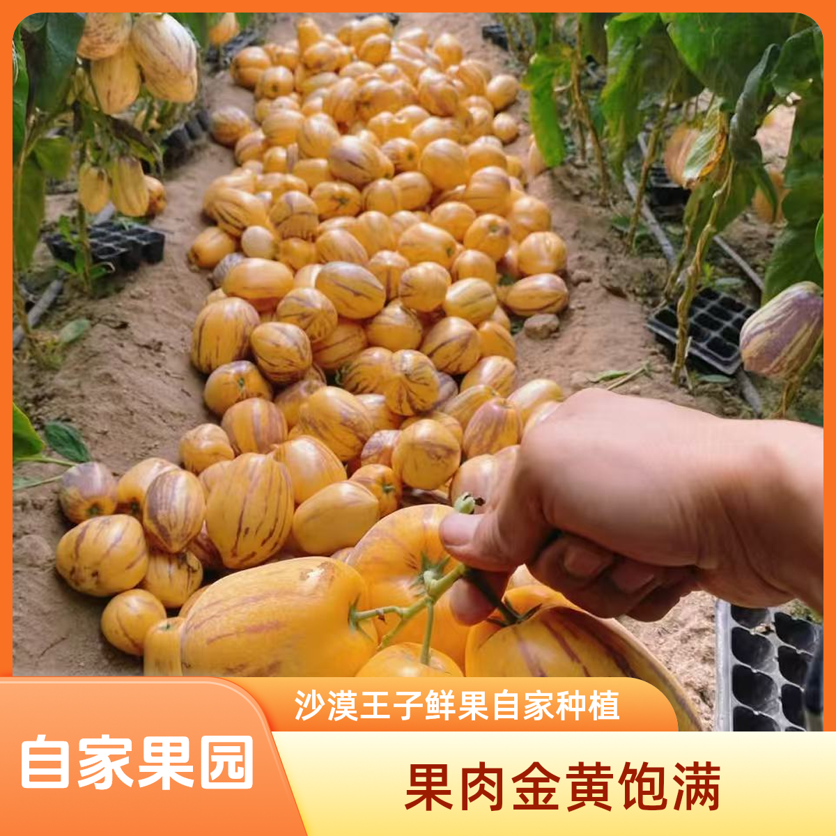 甘肃民勤沙漠果树上熟黄肉大果新鲜当季果人参果清甜多汁水果