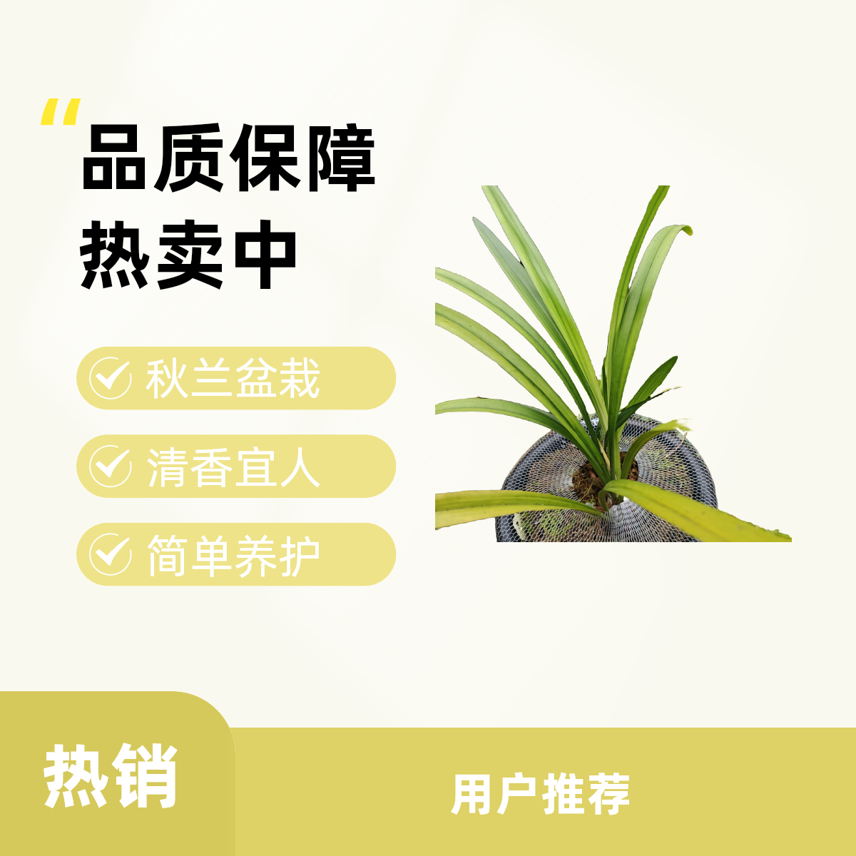 网红植物 秋榜兰花 白墨小苗 自然棚种植 保持⅔苗连体苗～49棵（株）