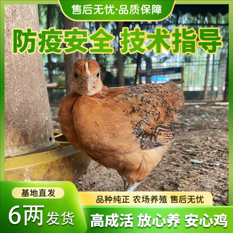 6两左右宠物鸡产绿壳蛋发货包邮（买9只送3，公母搭配）