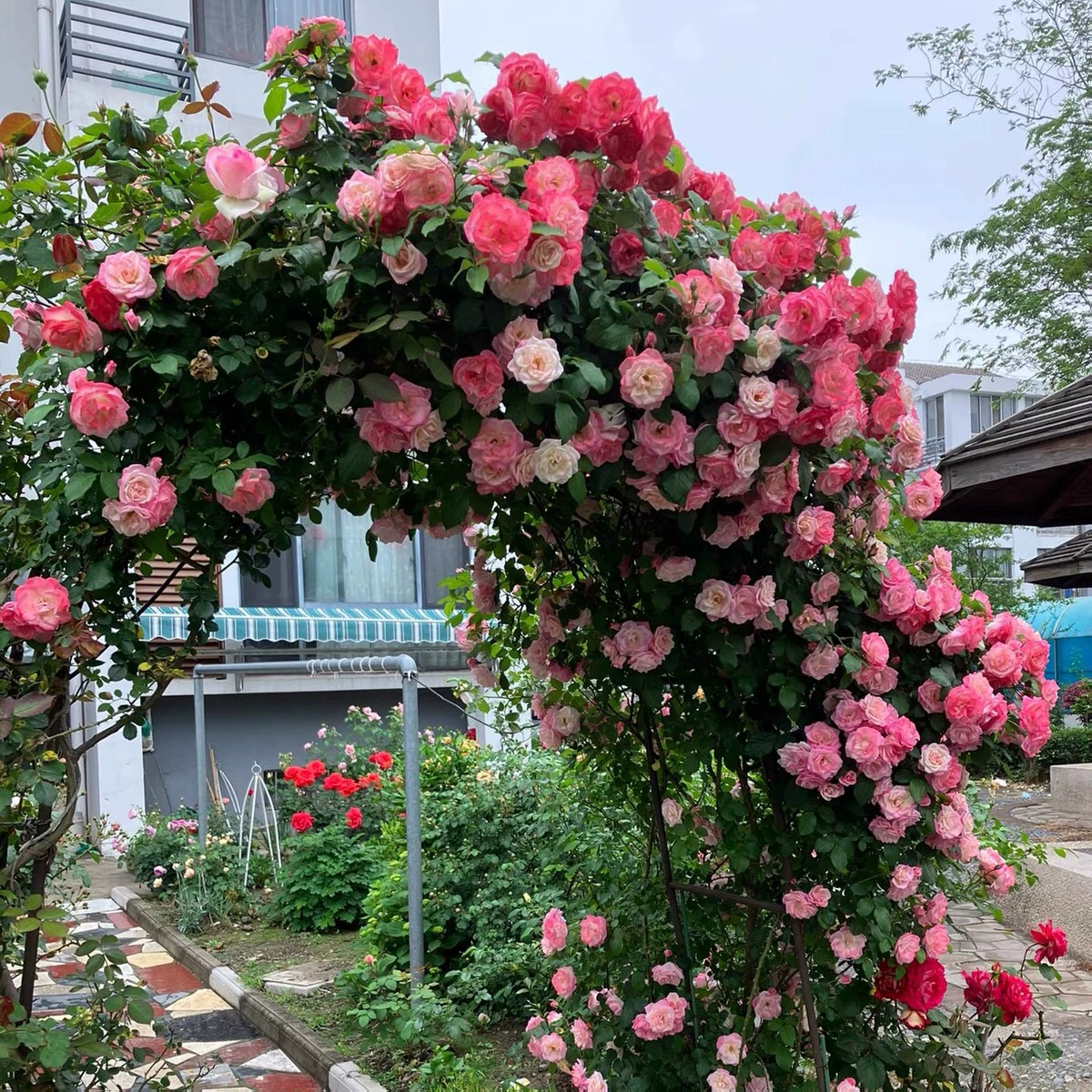 原盆土特大爬藤樱霞2.6米多季开花粉色浓香蔷薇绿植别墅庭院种植