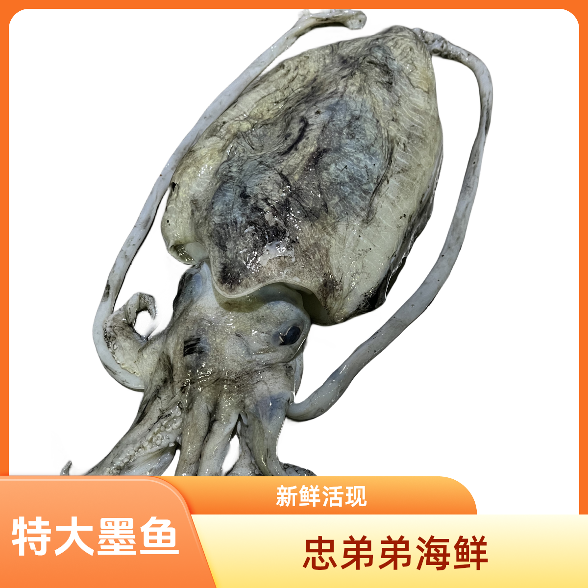 特大墨鱼3斤以上墨斗鱼捕捞墨鱼仔乌贼新鲜鲜活干净墨鱼蛋墨鱼汁