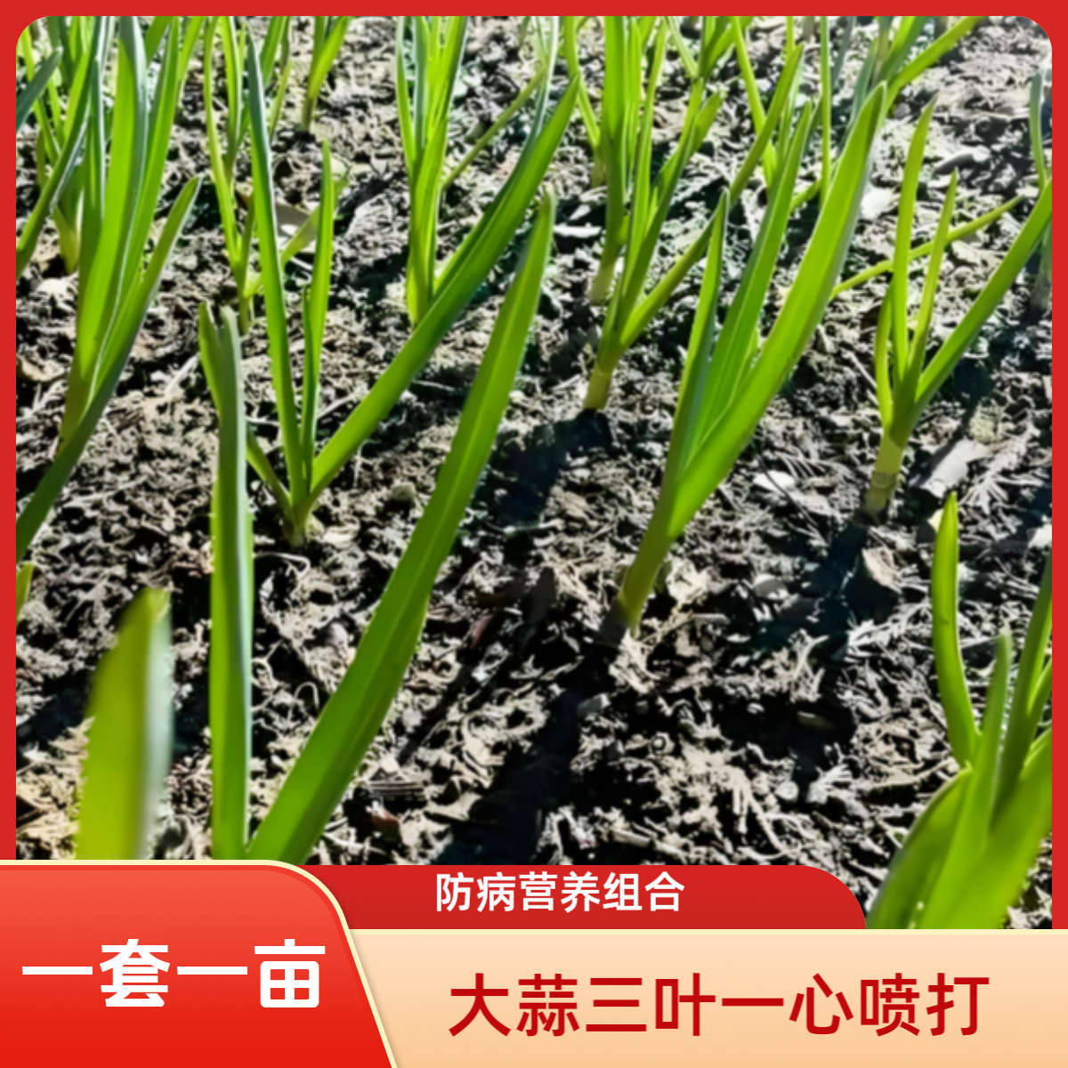 大蒜三叶一心生根壮苗叶面喷打营养组合