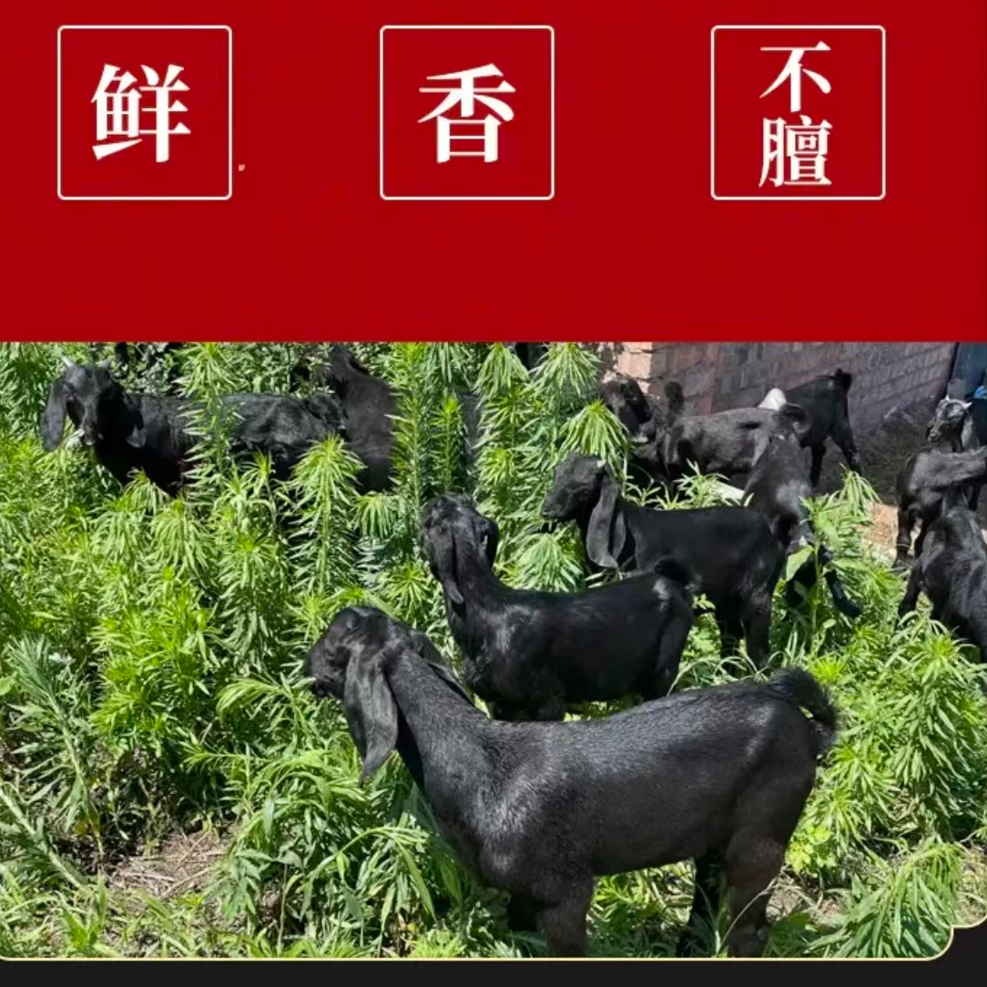 正宗生态散养黑山羊