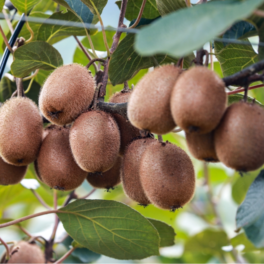 云南威信恩宏一号绿心猕猴桃水果香甜可口汁多精品礼盒装天气18