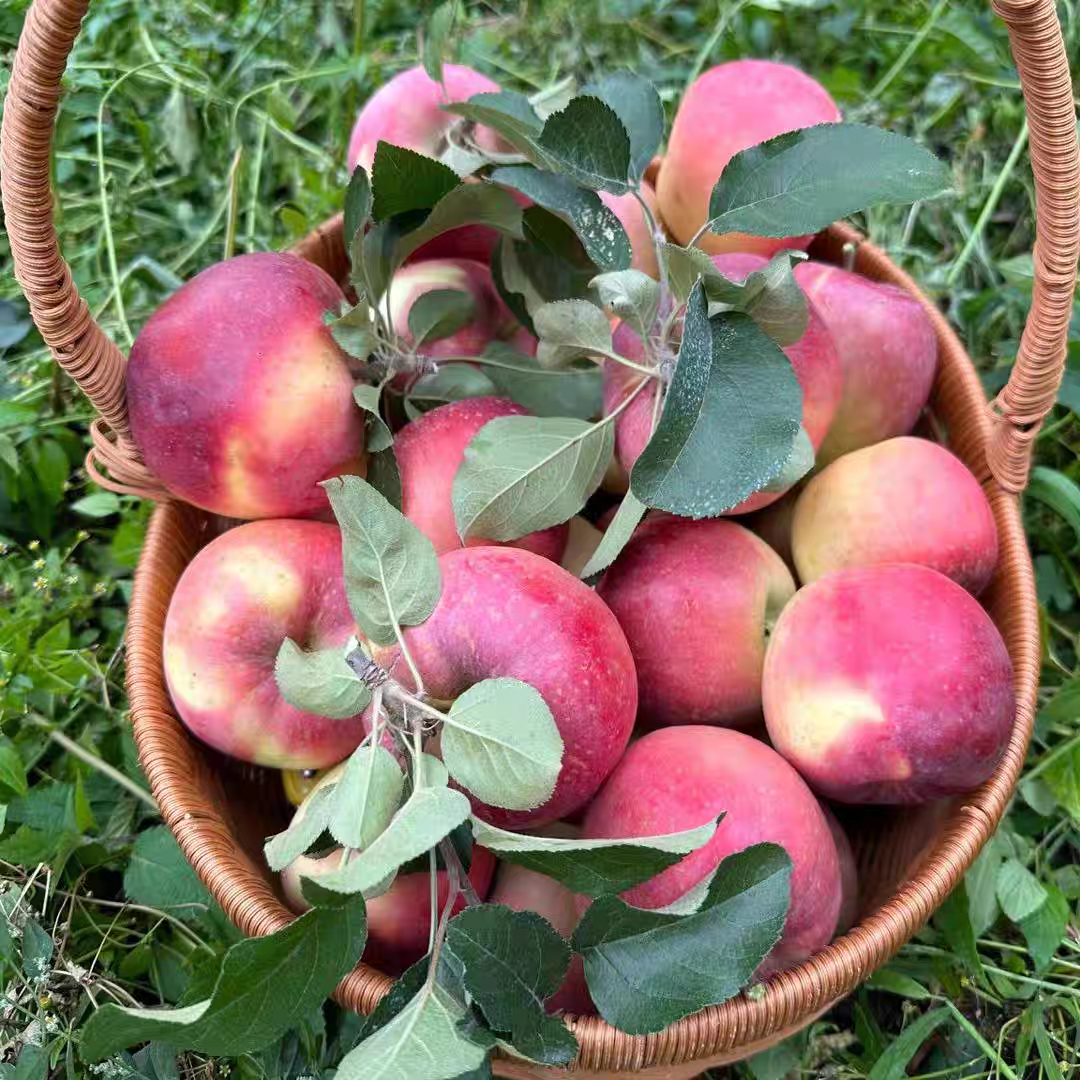 汉源高山糖心丑苹果脆甜爽口香5斤装-8.5斤装包邮新鲜采摘