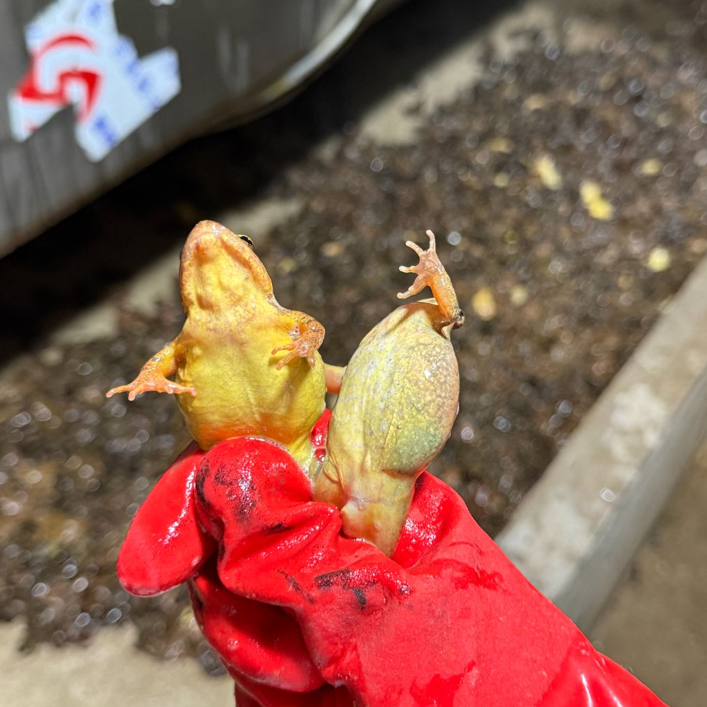 【石蛤蟆】小小母买一斤送一斤东北河鲜送大酱