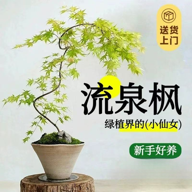 一物一拍流泉枫中式茶桌好养室内绿植网红景枫树禅意客厅盆栽