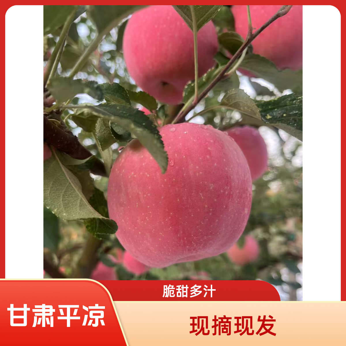 甘肃平凉精品富士苹果新鲜现摘现发口感脆甜香甜多汁