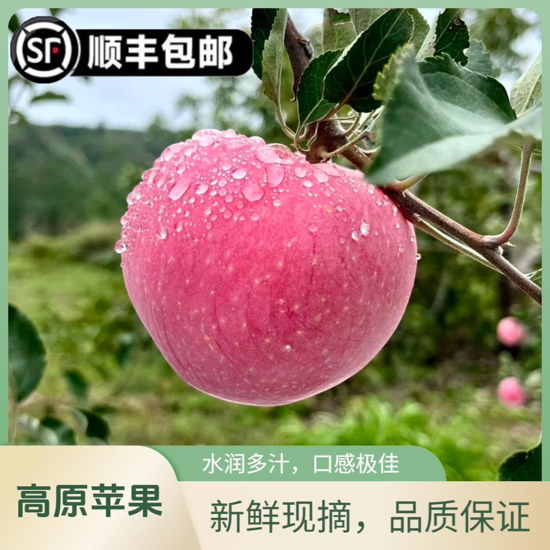 当季山西吉县红富士苹果 新鲜采摘产地直发一级果（小果、中果）