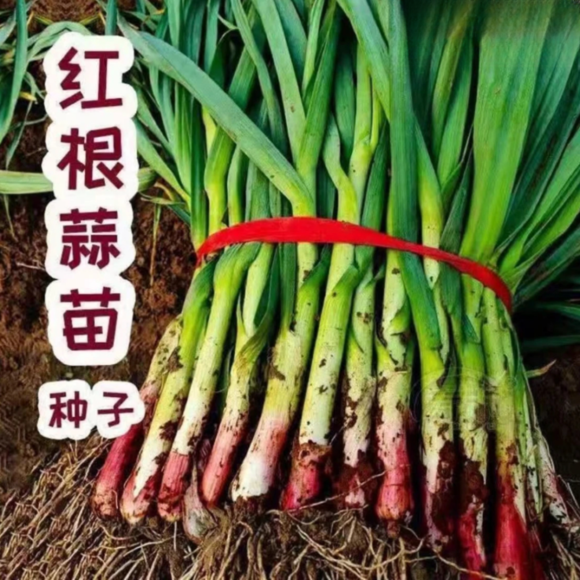 【紫根蒜苗种子】家庭阳台小院盆栽地栽四季种植