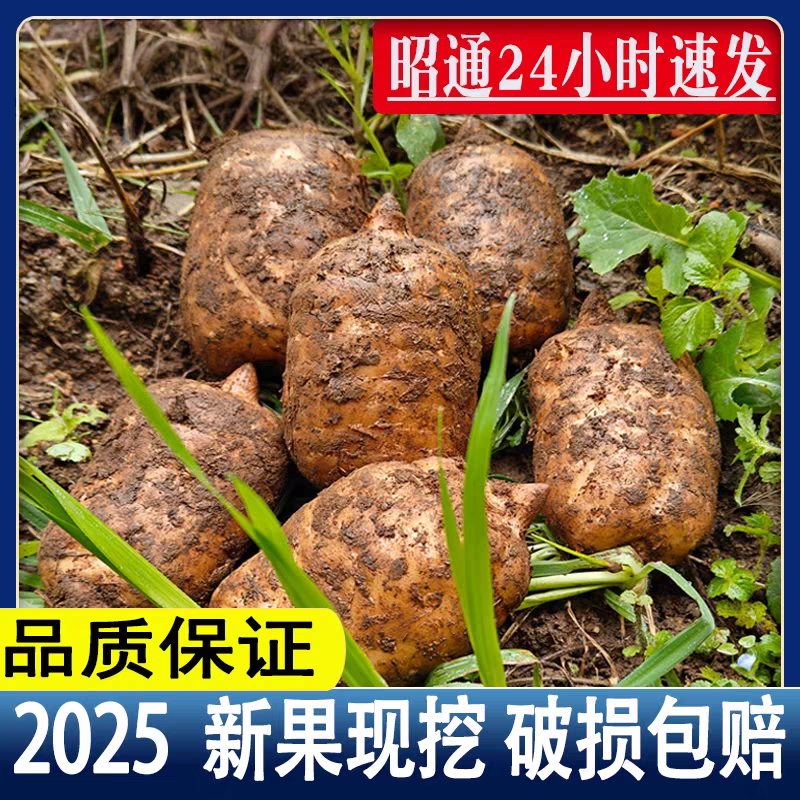 云南天麻高山种植新鲜乌天麻新鲜采挖带土发货坏果包赔仿野生天麻