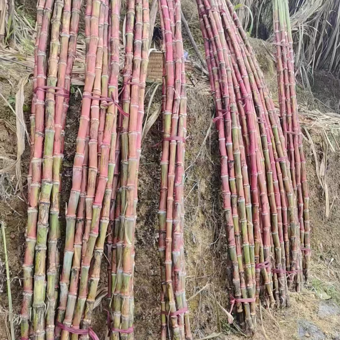 云南新鲜多汁新鲜脆甜多汁现砍现发孕妇云南云南红皮红皮甘蔗