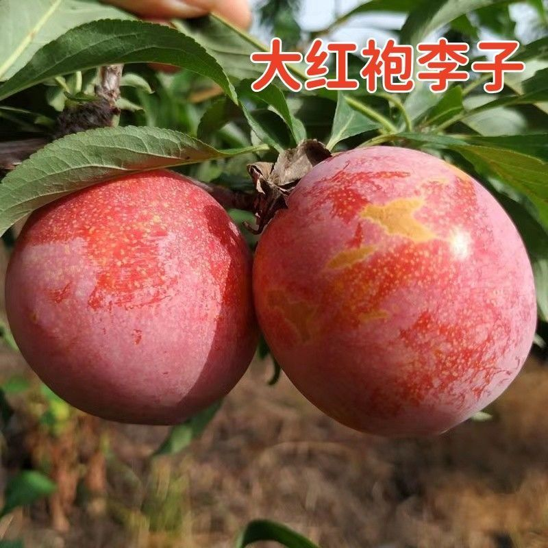 特大大红袍李子树苗嫁接新品种晚熟耐寒李子树苗盆栽地栽当年结果