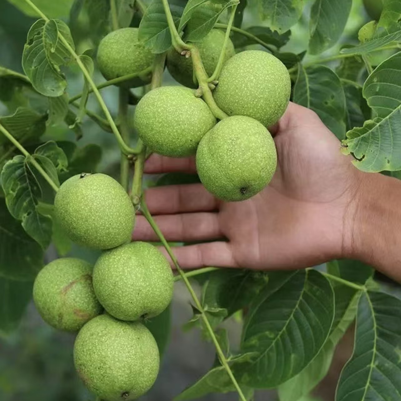 核桃苗8518嫁接苗特大薄皮核桃树苗南北方四季种植果树苗当年结果