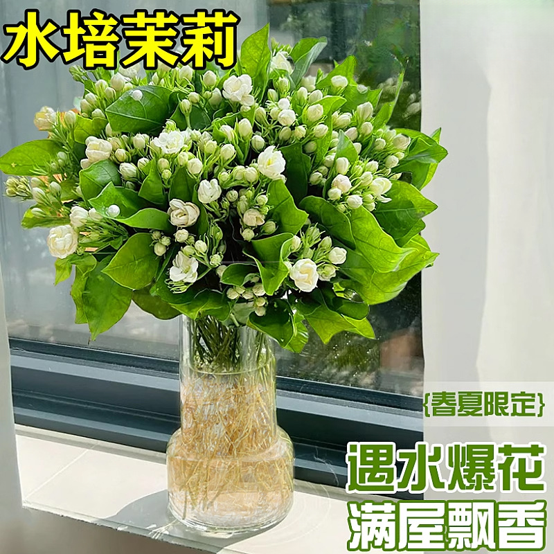 茉莉花盆栽带花苞水培植物办公室内鲜花绿植桌面好养懒人水养花卉