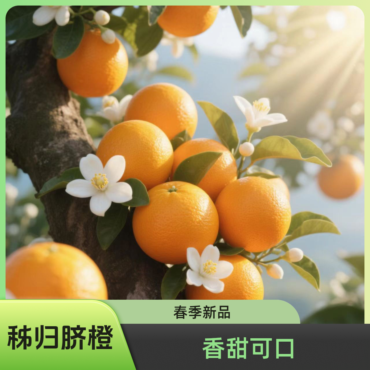 正宗湖北秭归新鲜伦晚春橙香甜爆汁自然成熟产地直发精品水果