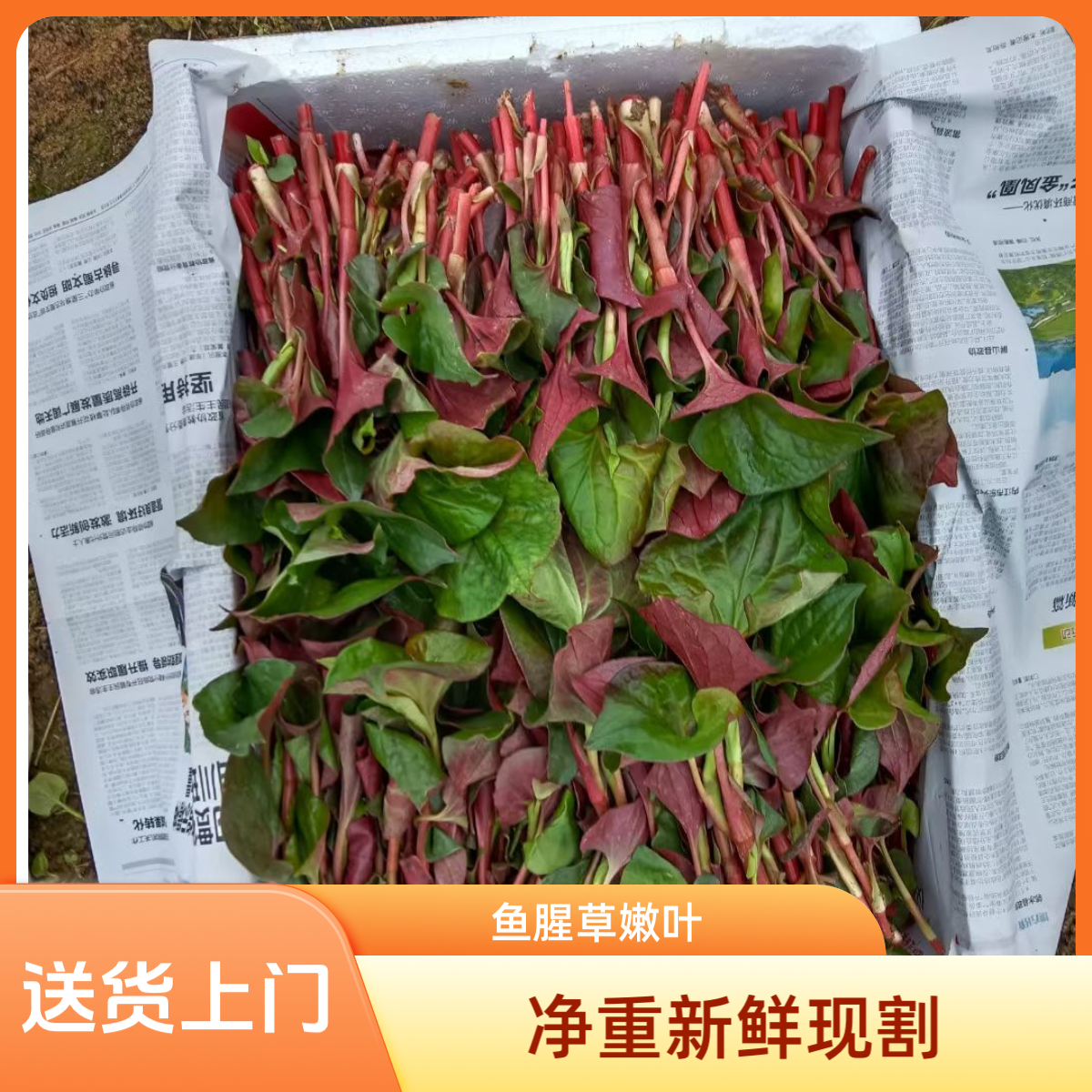 【京东包邮】四川特产鱼腥草嫩叶折耳根露天种植凉拌蔬菜