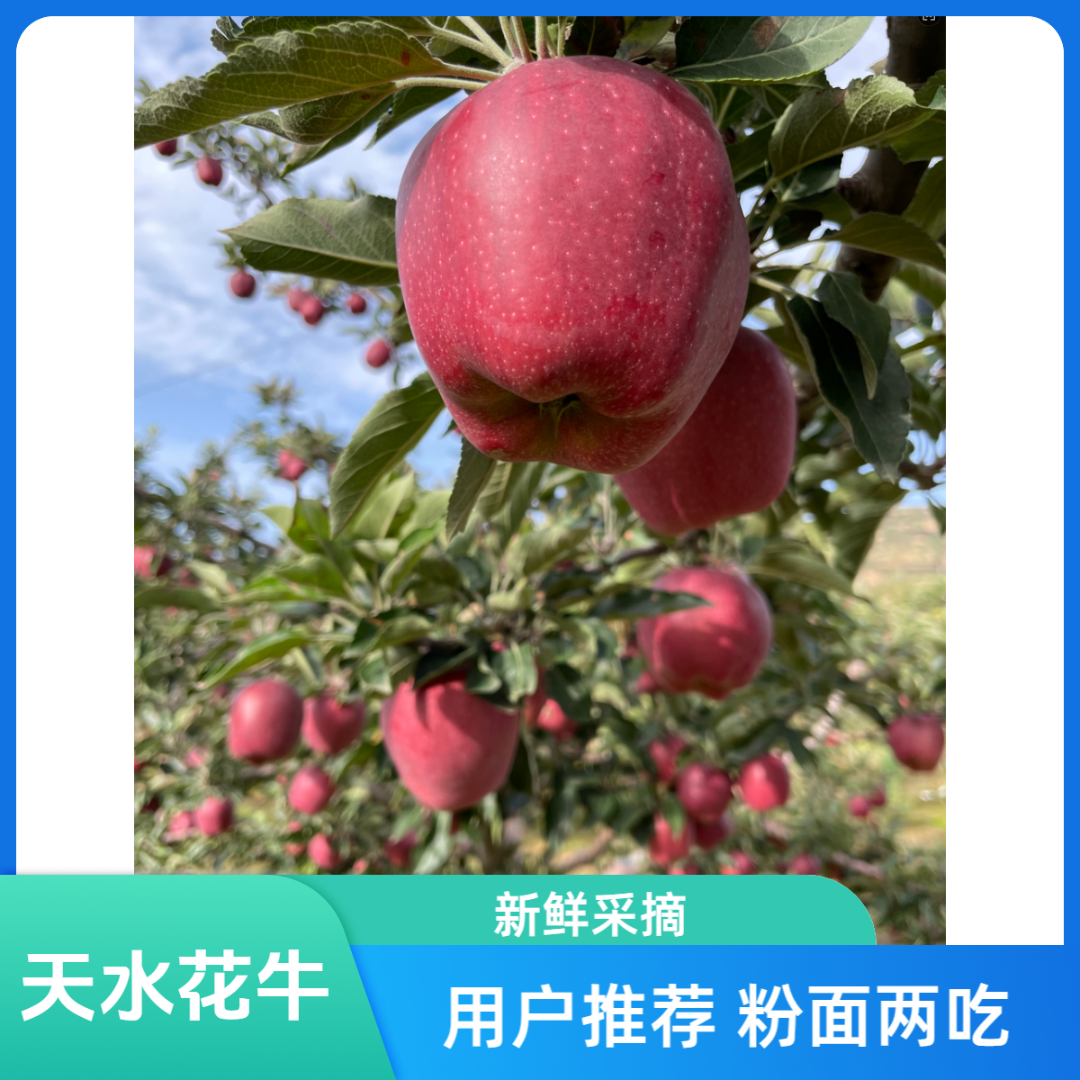 不打拉长挤 甘肃天水红星花牛苹果脆粉两吃  包邮 果农原产地直发
