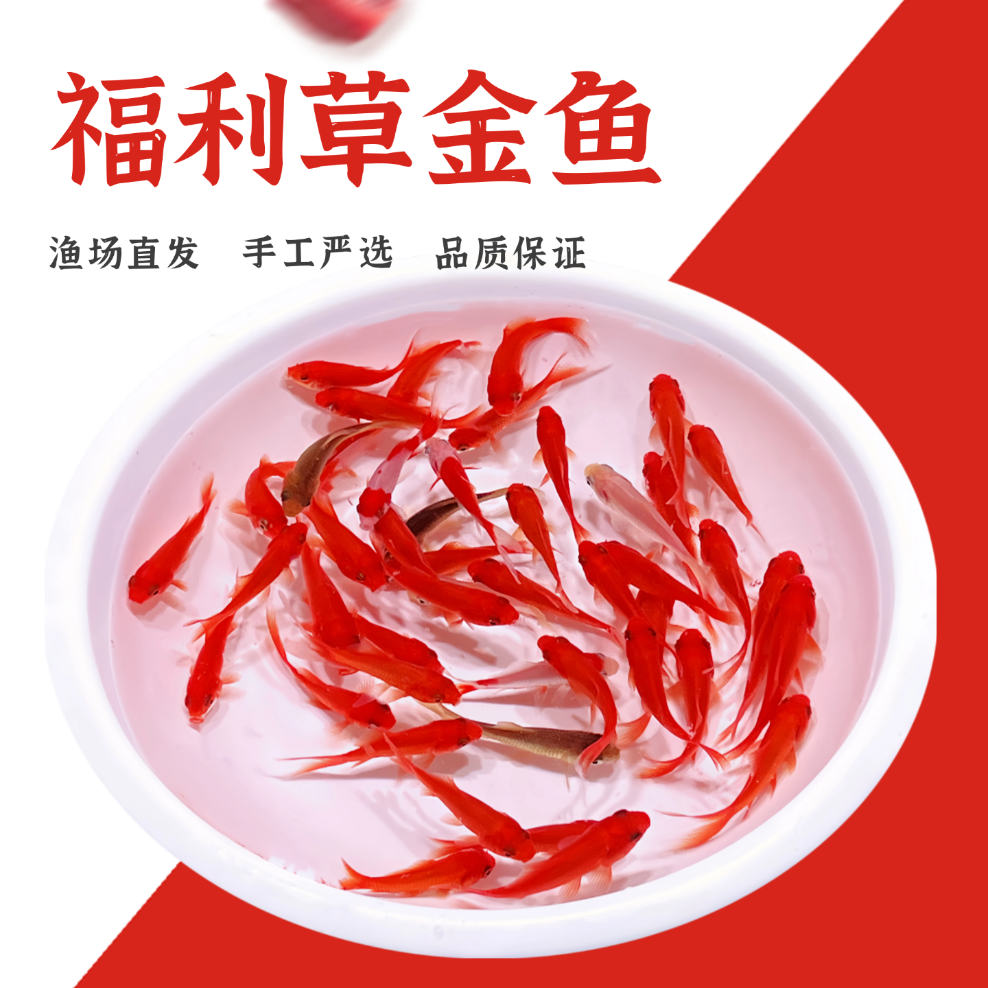 福利草金鱼冷水金鱼观赏鱼活体好养耐活适合家庭养殖桌面水景