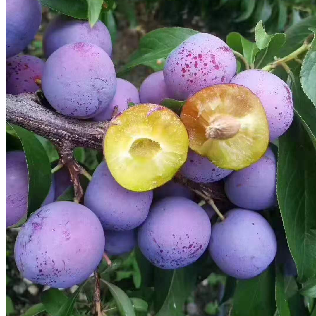 脱骨李小脆红阿坝汶川脆红李四川高山脆李果园现摘现发新鲜应季