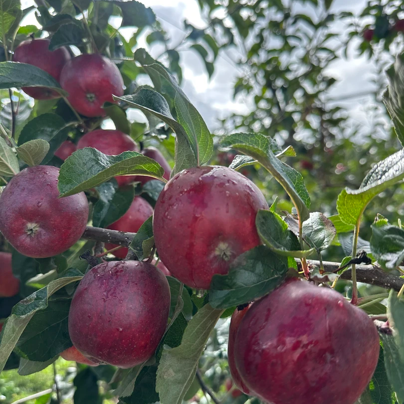 【大果5斤65-70mm】西藏晚熟富士3750苹果西藏发货