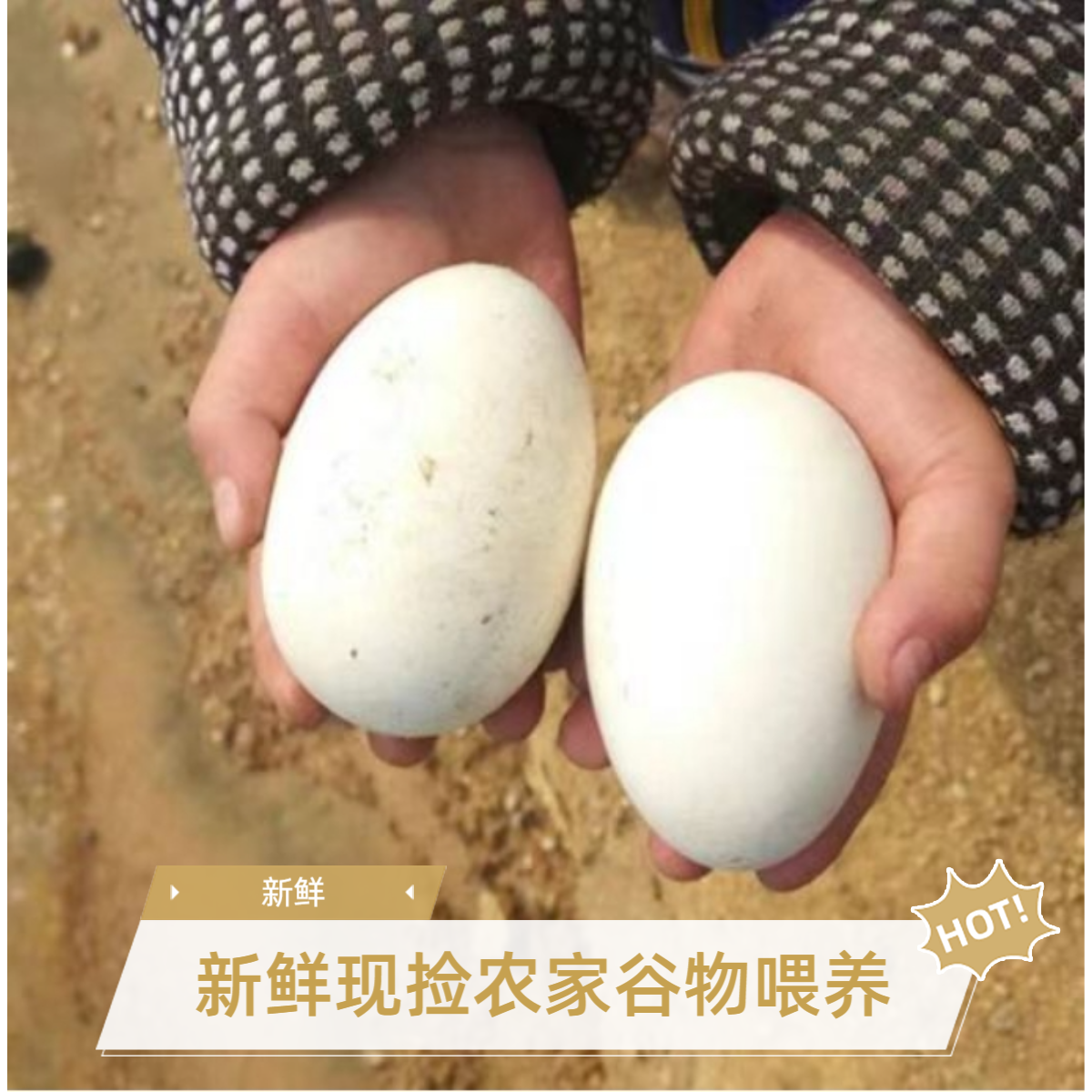 【破损包赔】农家散养新鲜土鹅蛋营养鹅蛋生态健康喂养20枚包邮