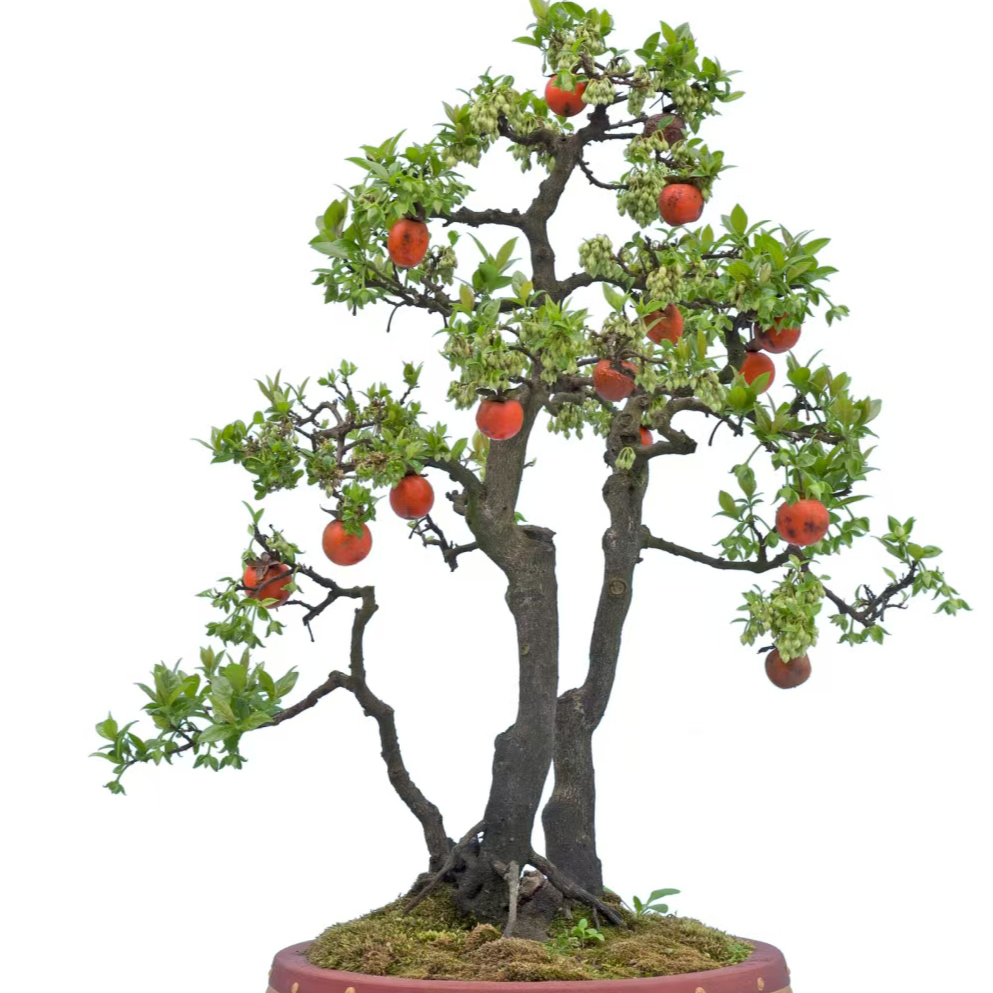 大红袍突尼斯石榴老桩素材盆栽地栽