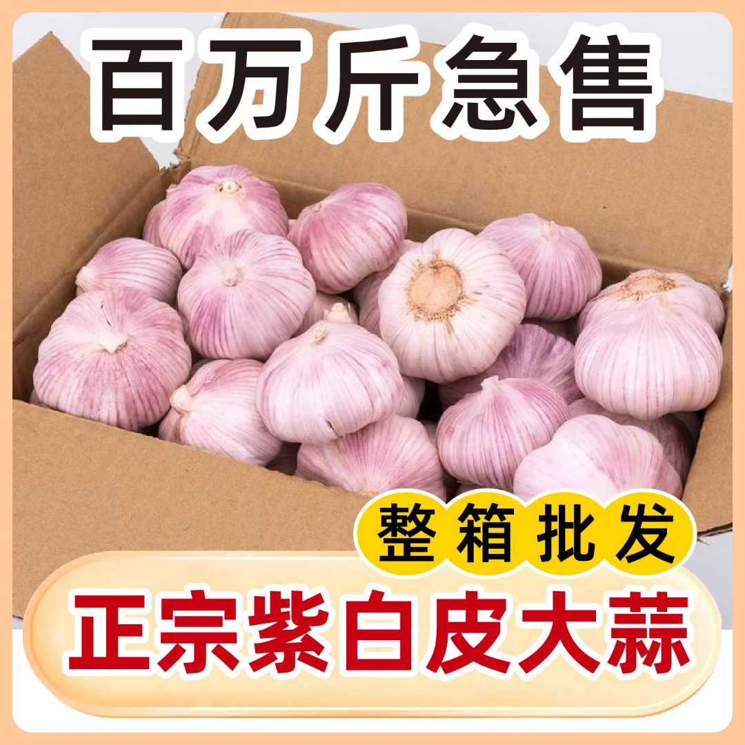 正宗紫白皮大蒜新鲜农产品生鲜特产FG.