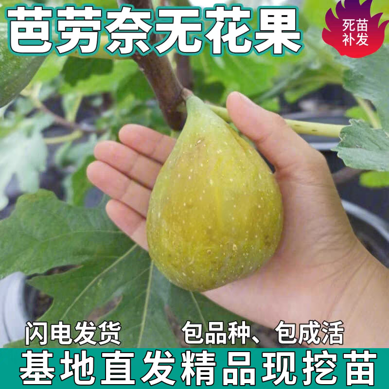 耐寒无花果苗适合南北方种植可盆栽地栽格莱斯