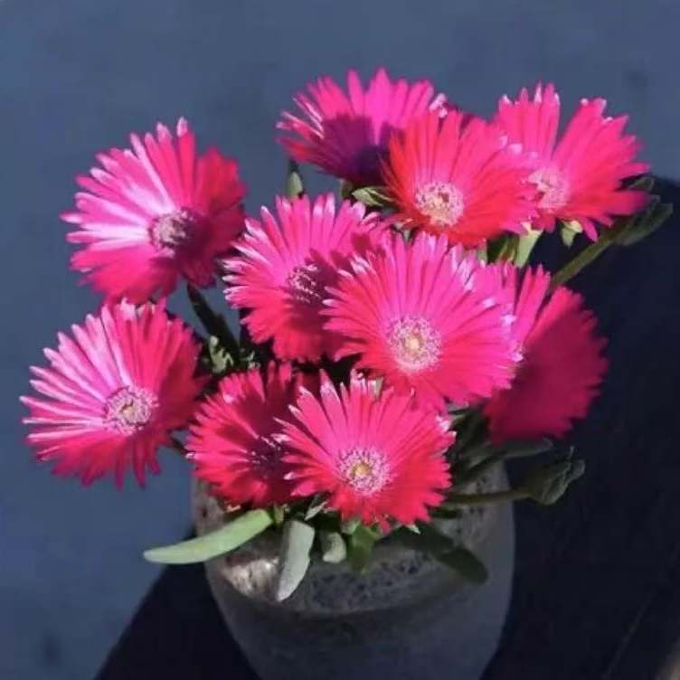 奔龙大群开花多肉植物裸根发 苗情以直播间展示为主