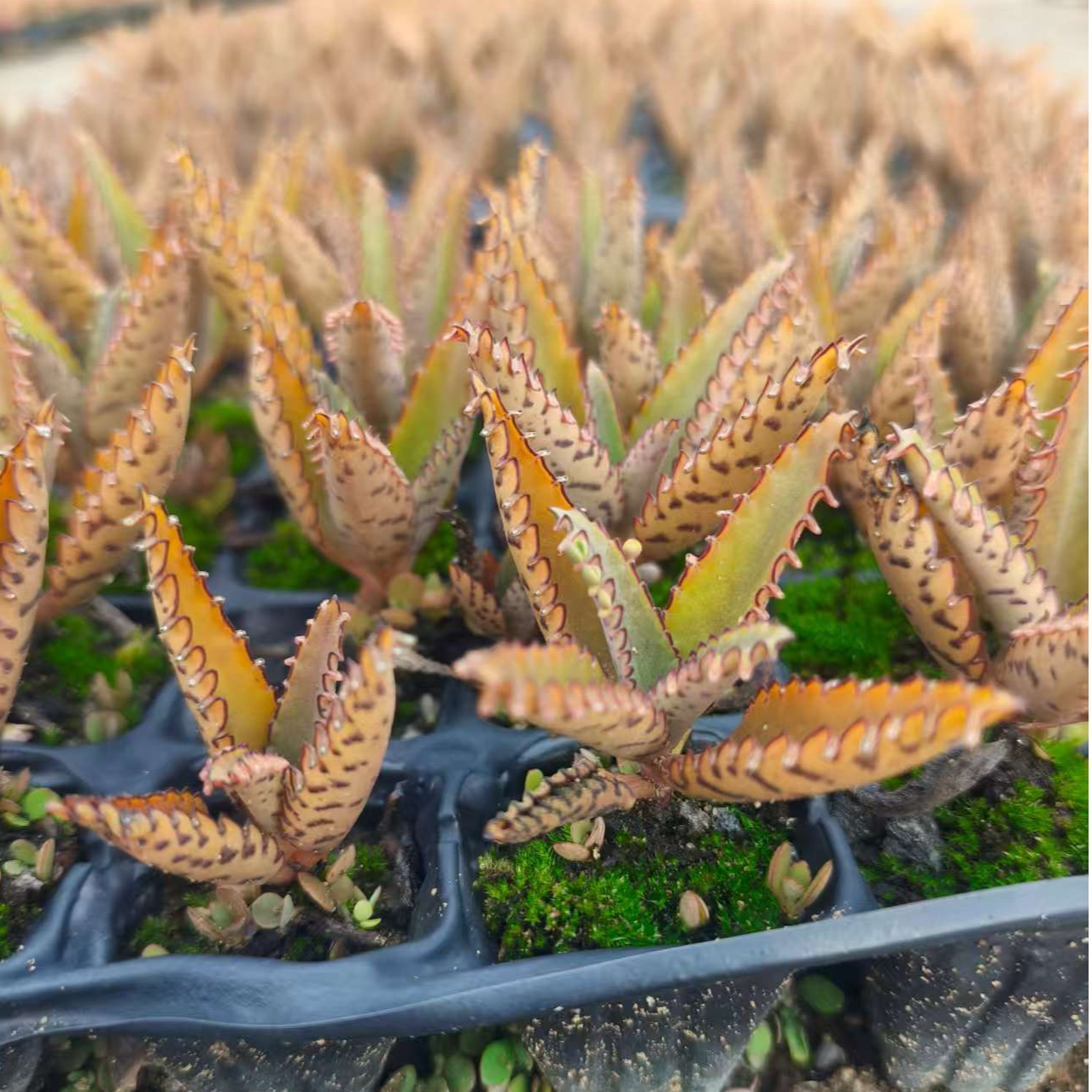 不死鸟多肉植物盆栽大叶虎纹植物落地生根虎皮紫皮嫁接羽叶长寿花