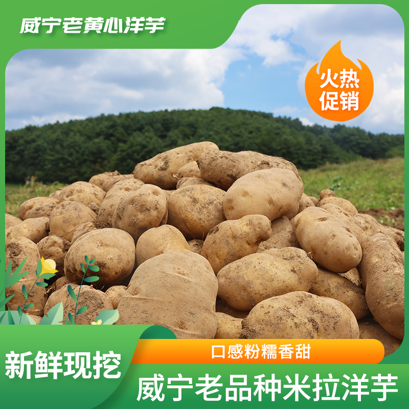 贵州威宁老黄心黄皮土豆黄皮洋芋米拉洋芋好吃新鲜粉糯蔬菜包邮