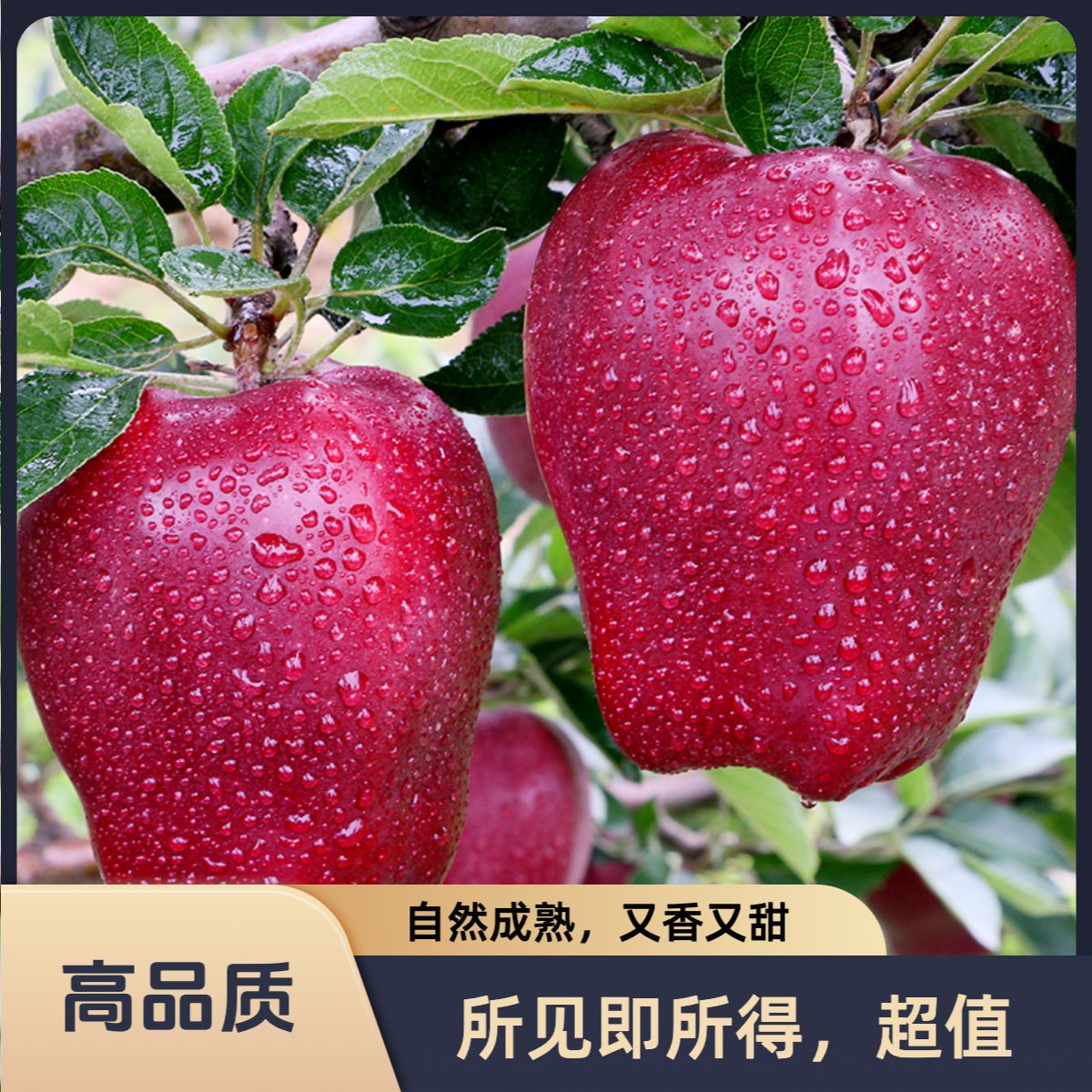 【暗夜宝石】甘肃天水花牛苹果新鲜现摘水果脆甜粉面两吃蛇果当季