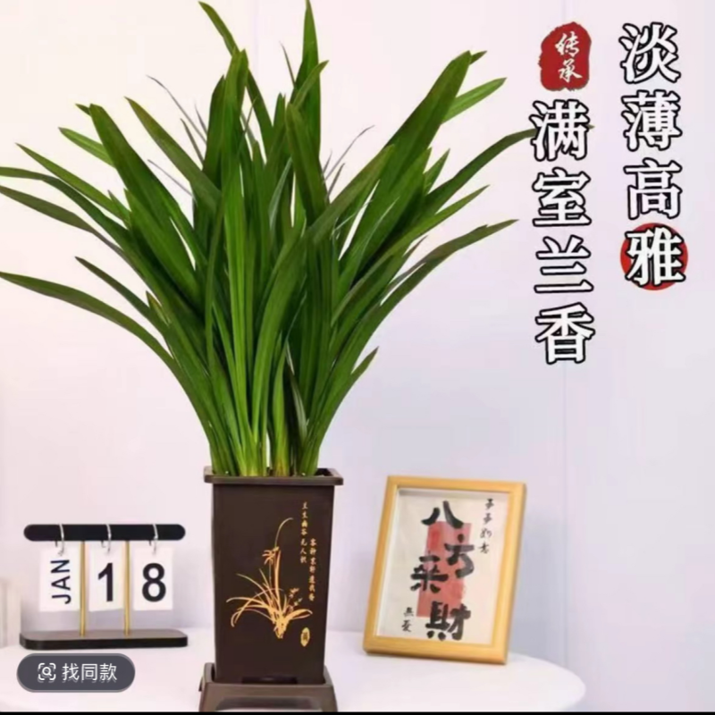 浓香建兰墨兰花卉盆栽四季常青适合室内阳台办公室养护